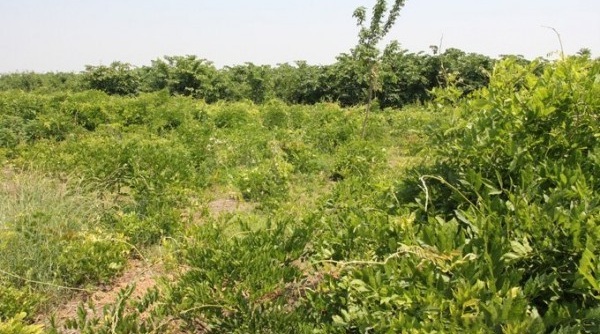 1627987305177616.jpg image.jpg