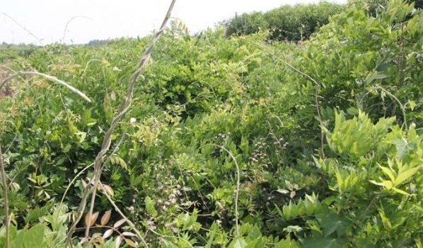 1627987326542858.jpg image.jpg