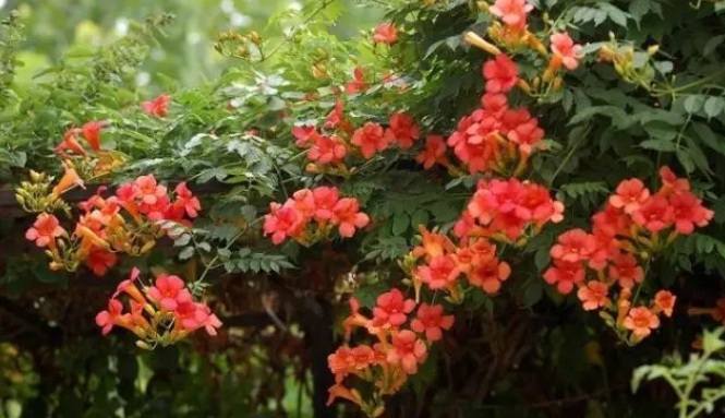 1627989520308051.jpg image.jpg