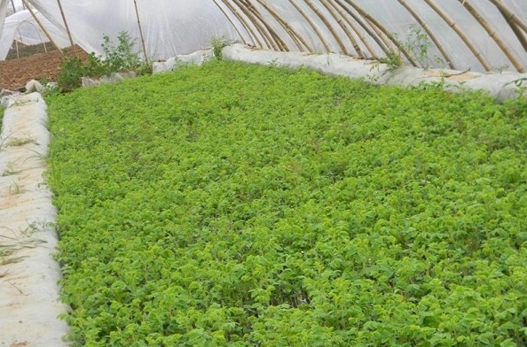 1627990107874821.jpg image.jpg