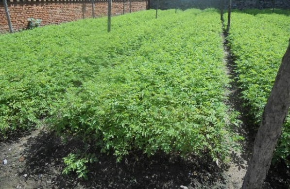 1627991932429843.jpg image.jpg