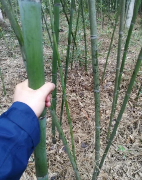 竹子1.PNG