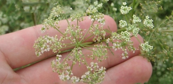 1628056290861776.jpg image.jpg