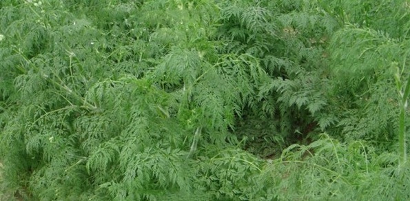 1628056318776776.jpg image.jpg