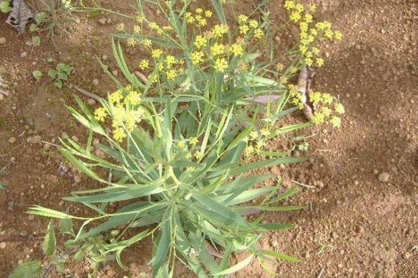 1628056571810992.jpg image.jpg