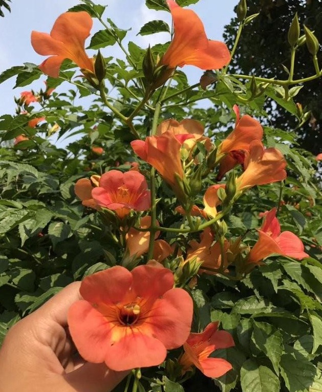 1628057090627570.jpg image.jpg