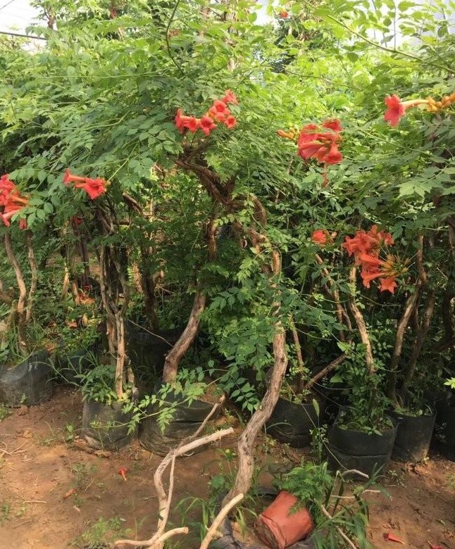 1628057116381275.jpg image.jpg