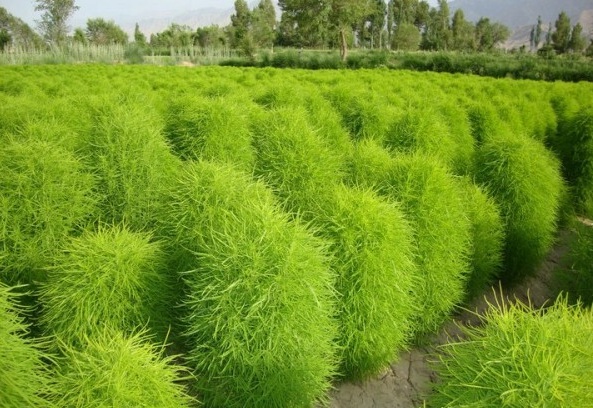 1628057206174895.jpg image.jpg