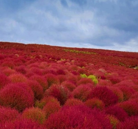 1628057215720662.jpg image.jpg