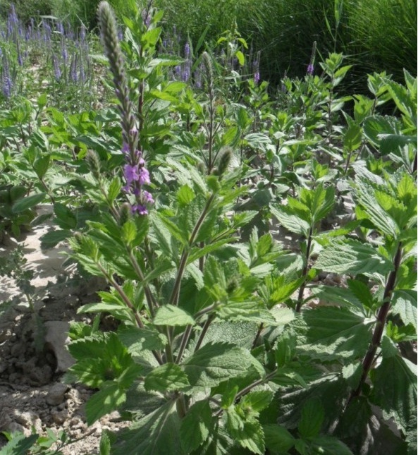 1628059626816729.jpg image.jpg