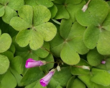 1628078609243840.jpg image.jpg