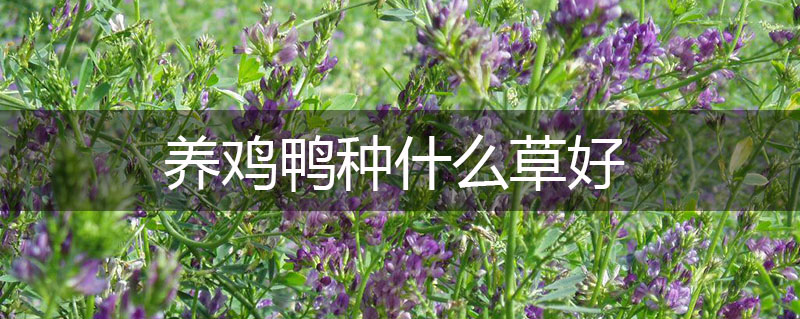 養(yǎng)雞鴨種什么草好
