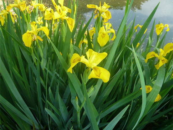 黃菖蒲1_副本.jpg
