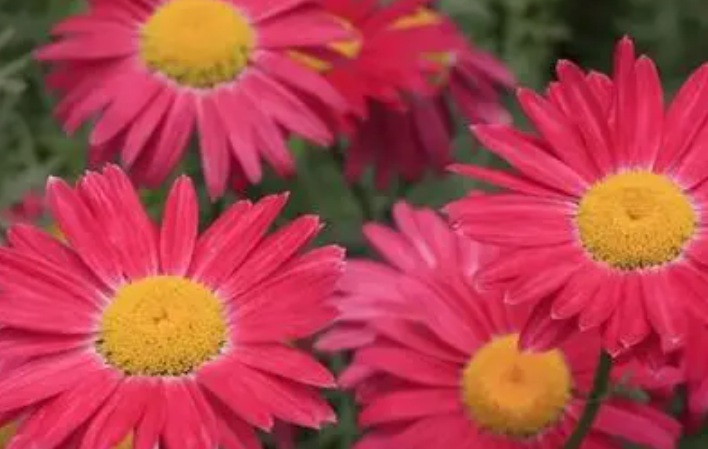 1628139033134659.jpg 除蟲(chóng)菊1.jpg