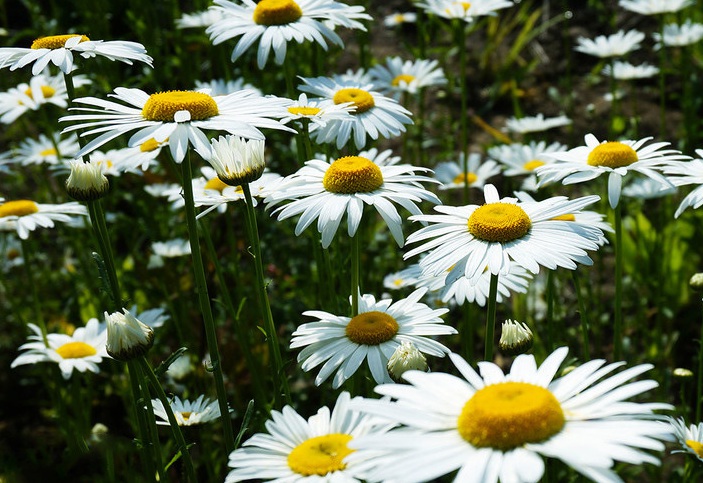 1628139051107300.jpg 除蟲(chóng)菊2.jpg