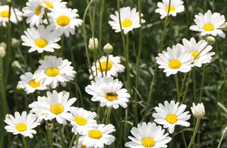 1628139065538594.jpg 除蟲(chóng)菊3.jpg