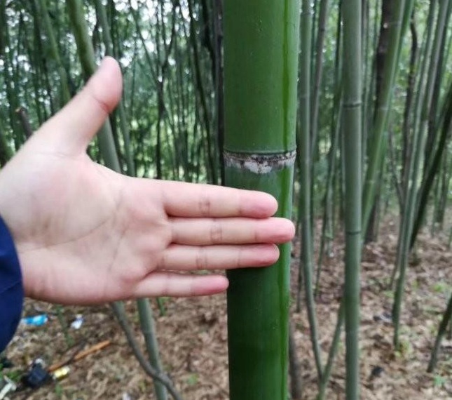 1628214744952350.jpg image.jpg