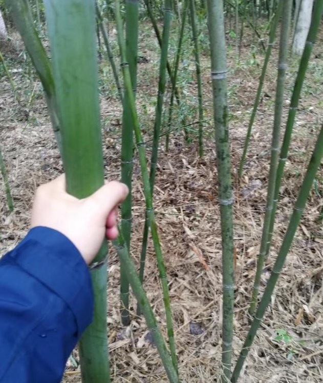 1628214766355113.jpg image.jpg