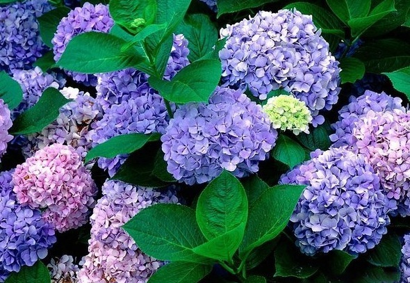 1628216979797032.jpg image.jpg