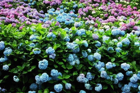 1628216989747186.jpg image.jpg