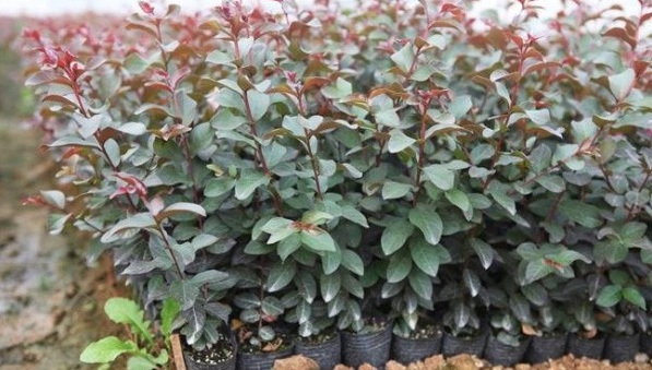 1628222611215642.jpg image.jpg