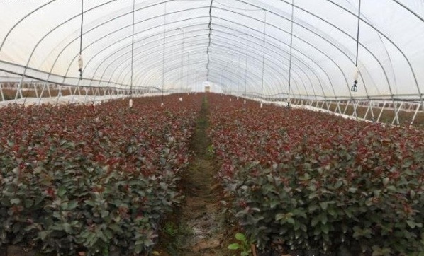 1628222625271978.jpg image.jpg