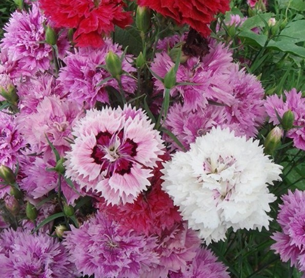 1628224080190448.jpg image.jpg