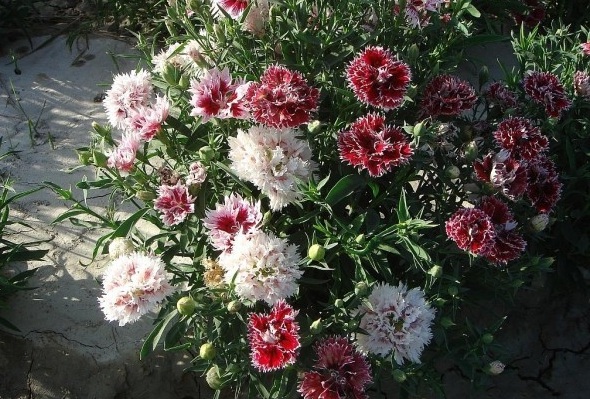 1628224088249901.jpg image.jpg