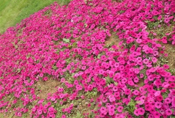 1628224621259212.jpg image.jpg