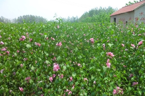 1628245609139460.jpg image.jpg