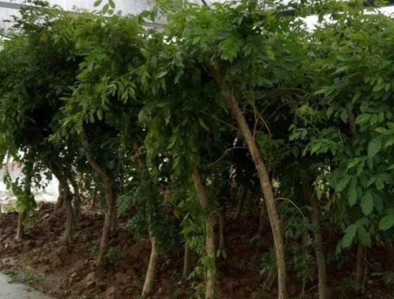 1628253735213602.jpg 360截圖20210806204046180.jpg