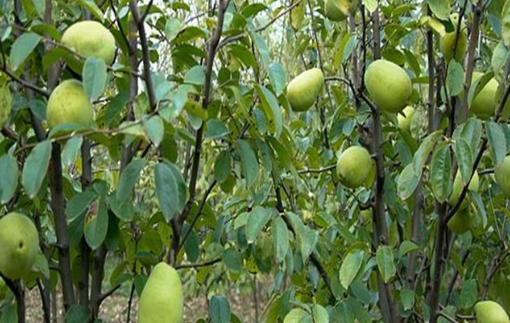 1628261808157053.jpg 木瓜1.jpg