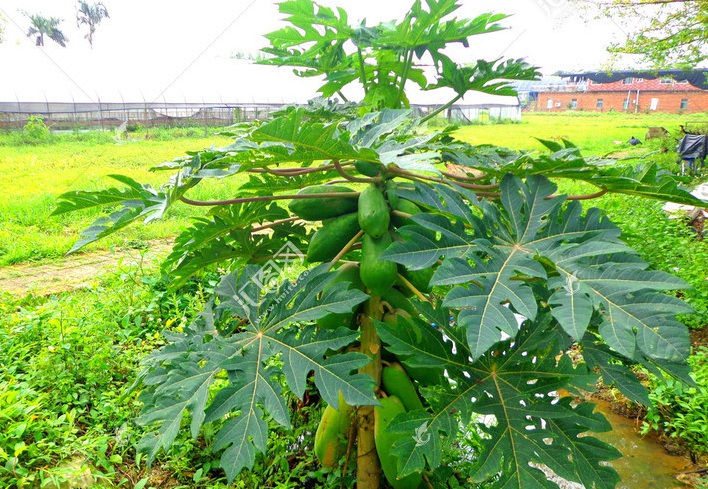 1628261828998605.jpg 木瓜2.jpg