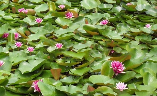 1628306649786573.jpg image.jpg