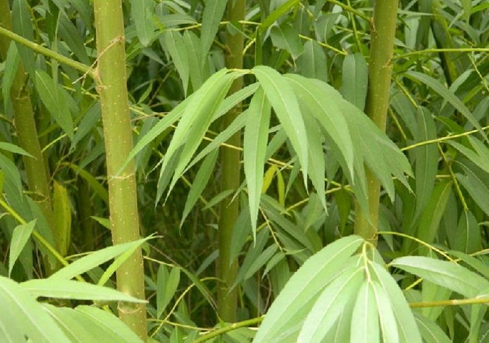 1628346210518337.jpg 竹柳2.jpg