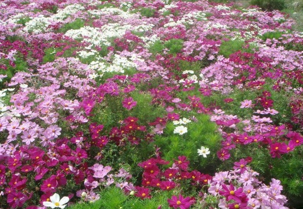 1628346939125307.jpg B0AAZ0EF{(%~A%3YWWM$WH1.jpg