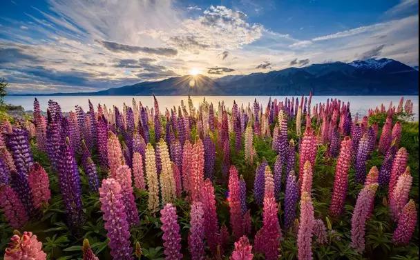 魯冰花的種植方法，魯冰花的實用價值