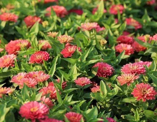 百日草生長期養護要點，百日草一年四季的養護方法