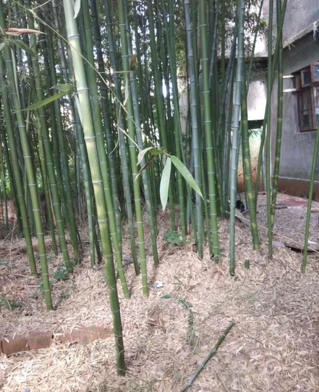 1628384628422289.jpg image.jpg