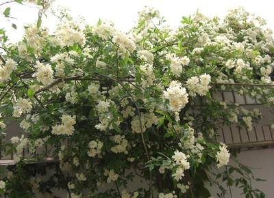 1628407917127422.jpg 1628407917127422.jpg