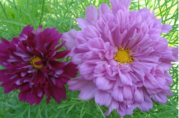 1628422042580320.jpg 1628422034(1).jpg