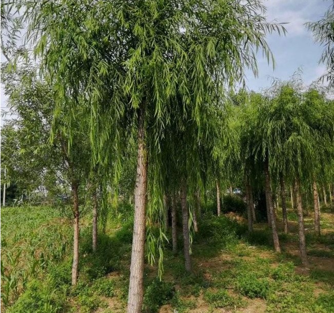 1628427894473959.jpg 1628427860(1).jpg