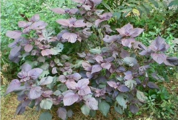 1628428039418743.jpg 1628428033(1).jpg