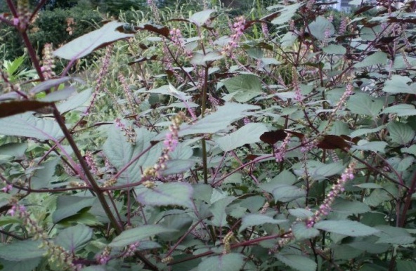 1628428068200226.jpg 1628428047(1).jpg