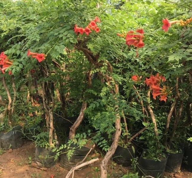 1628428905883647.jpg 1628428876(1).jpg