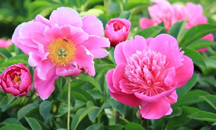 1628434046515594.jpg 芍藥花2.jpg