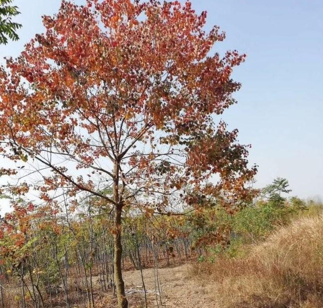 1628469705721539.jpg 1628469698(1).jpg