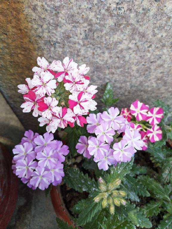 美女櫻的好樣程度，美女櫻的花期