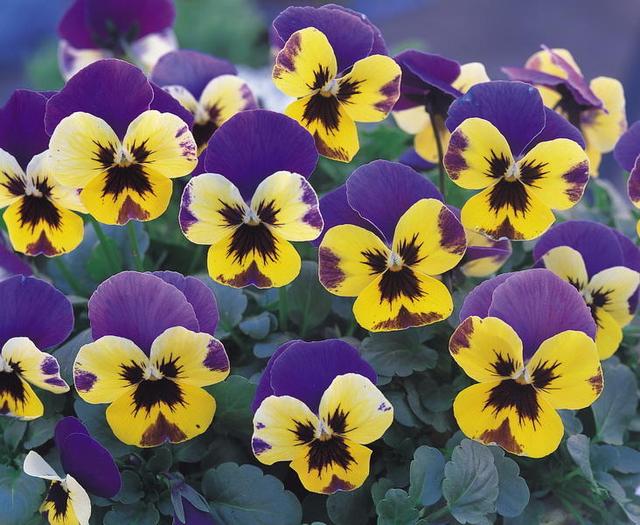 三色堇，配色很奇特，有什么養殖技巧