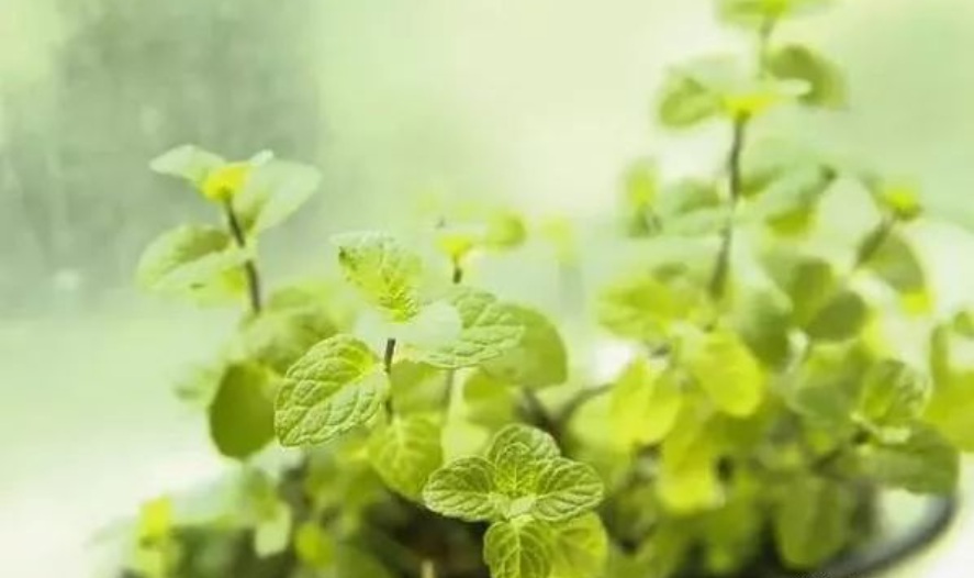 1628470970755337.jpg 1628470962(1).jpg